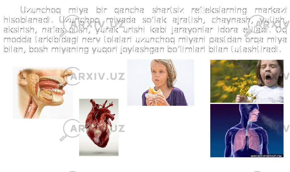 Uzunchoq miya bir qancha shartsiz reflekslarning markazi hisoblanadi. Uzunchoq miyada so‘lak ajratish, chaynash, yutish, aksirish, nafas olish, yurak urishi kabi jarayonlar idora etiladi. Oq modda tarkibidagi nerv tolalari uzunchoq miyani pastdan orqa miya bilan, bosh miyaning yuqori joylashgan bo‘limlari bilan tutashtiradi. 