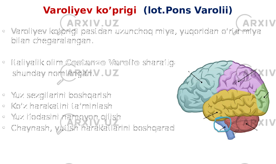 Varoliyev ko’prigi (lot.Pons Varolii) • Varoliyev ko’prigi pastdan uzunchoq miya, yuqoridan o’rta miya bilan chegaralangan. • Italiyalik olim Costanzo Varolio sharafiga shunday nomlangan. • Yuz sezgilarini boshqarish • Ko’z harakatini ta’minlash • Yuz ifodasini namoyon qilish • Chaynash, yutish harakatlarini boshqarad9 