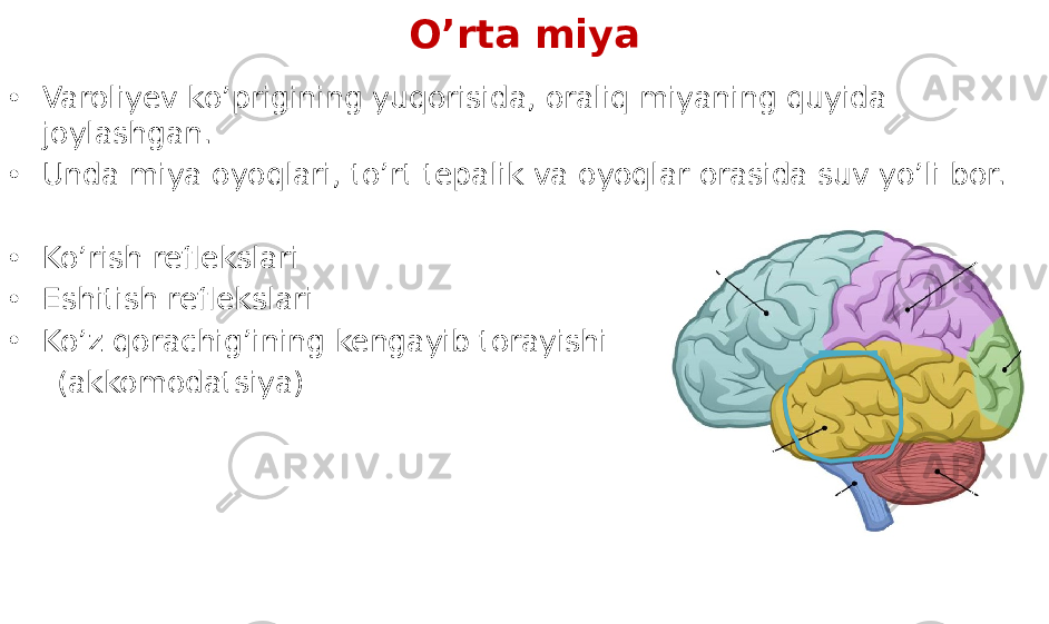 O’rta miya • Varoliyev ko’prigining yuqorisida, oraliq miyaning quyida joylashgan. • Unda miya oyoqlari, to’rt tepalik va oyoqlar orasida suv yo’li bor. • Ko’rish reflekslari • Eshitish reflekslari • Ko’z qorachig’ining kengayib torayishi (akkomodatsiya) 