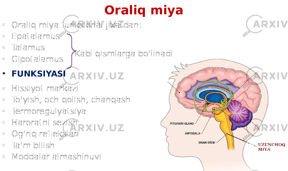 Oraliq miya • Oraliq miya funksional jixatdan: • Epatalamus • Talamus • Gipotalamus • FUNKSIYASI • Hissiyot markazi • To’yish, och qolish, chanqash • Termoregulyatsiya • Haroratni sezish • Og’riq reflekslari • Ta’m bilish • Moddalar almashinuvi Kabi qismlarga bo’linadi 