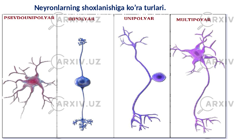 Neyronlarning shoxlanishiga ko’ra turlari. 