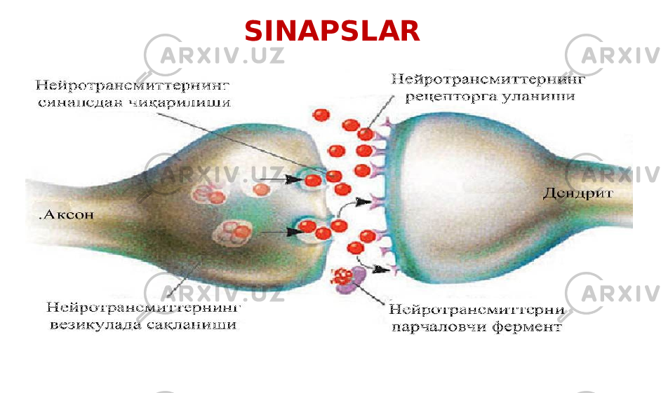 SINAPSLAR 