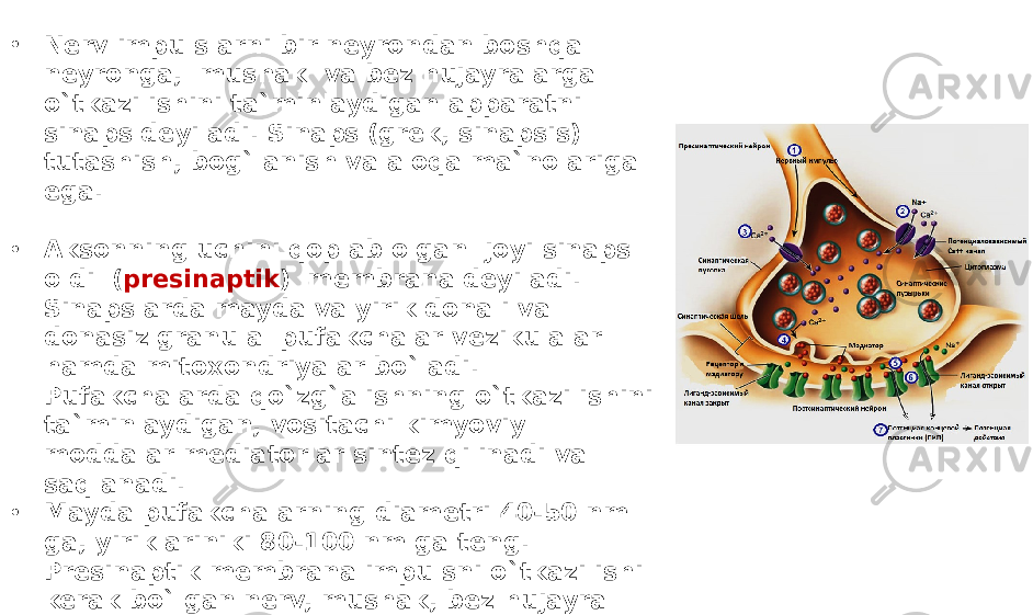 • Nerv impulslarni bir neyrondan boshqa neyronga, mushak va bez hujayralarga o`tkazilishini ta`minlaydigan apparatni sinaps deyiladi. Sinaps (grek, sinapsis) tutashish, bog`lanish va aloqa ma`nolariga ega. • Aksonning uchini qoplab olgan joyi sinaps oldi ( presinaptik ) membrana deyiladi. Sinapslarda mayda va yirik donali va donasiz granula pufakchalar vezikulalar hamda mitoxondriyalar bo`ladi. Pufakchalarda qo`zg`alishning o`tkazilishini ta`minlaydigan, vositachi kimyoviy moddalar mediatorlar sintez qilinadi va saqlanadi. • Mayda pufakchalarning diametri 40-50 nm ga, yiriklariniki 80-100 nm ga teng. Presinaptik membrana impulsni o`tkazilishi kerak bo`lgan nerv, mushak, bez hujayra membranasi sinapsketi (postsinaptik membrana) deb ataladi. 