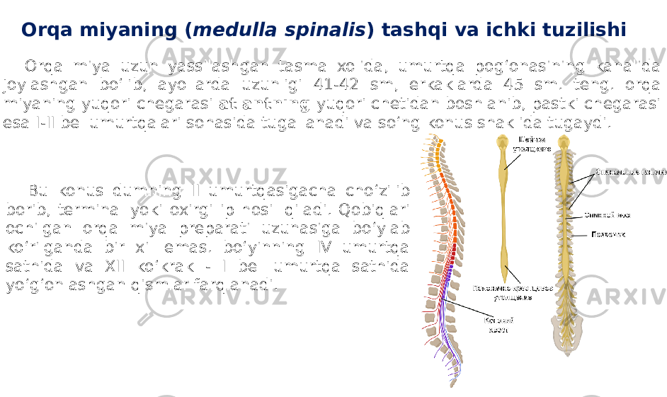 Orqa miyaning ( medulla spinalis ) tashqi va ichki tuzilishi Orqa miya uzun yassilashgan tasma xolida, umurtqa pog‘onasining kanalida joylashgan bo‘lib, ayollarda uzunligi 41-42 sm, erkaklarda 45 sm. teng. orqa miyaning yuqori chegarasi atlantning yuqori chetidan boshlanib, pastki chegarasi esa I-II bel umurtqalari sohasida tugallanadi va so‘ng konus shaklida tugaydi. Bu konus dumning II umurtqasigacha cho‘zilib borib, terminal yoki oxirgi ip hosil qiladi. Qobiqlari ochilgan orqa miya preparati uzunasiga bo‘ylab ko‘rilganda bir xil emas. bo‘yinning IV umurtqa sathida va XII ko‘krak - I bel umurtqa sathida yo‘g‘onlashgan qismlar farqlanadi. 