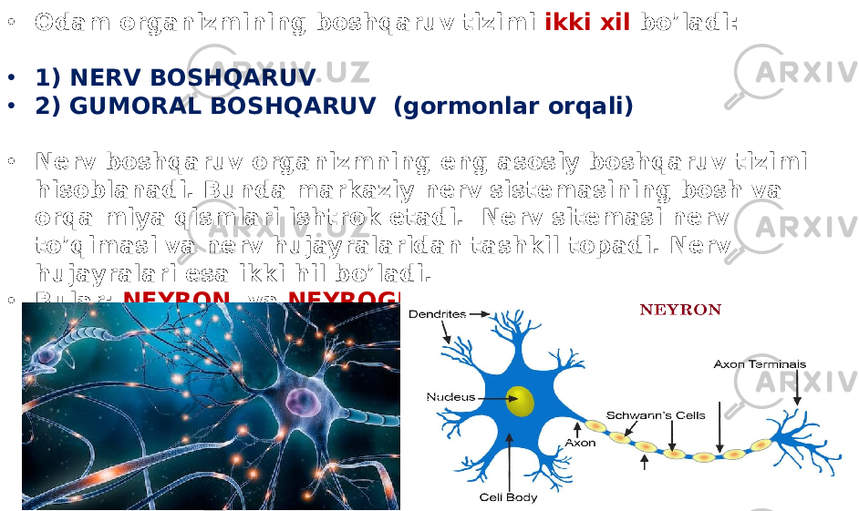 • Odam organizmining boshqaruv tizimi ikki xil bo’ladi: • 1) NERV BOSHQARUV • 2) GUMORAL BOSHQARUV (gormonlar orqali) • Nerv boshqaruv organizmning eng asosiy boshqaruv tizimi hisoblanadi. Bunda markaziy nerv sistemasining bosh va orqa miya qismlari ishtrok etadi. Nerv sitemasi nerv to’qimasi va nerv hujayralaridan tashkil topadi. Nerv hujayralari esa ikki hil bo’ladi. • Bular: NEYRON va NEYROGLIYA hujayralari. 