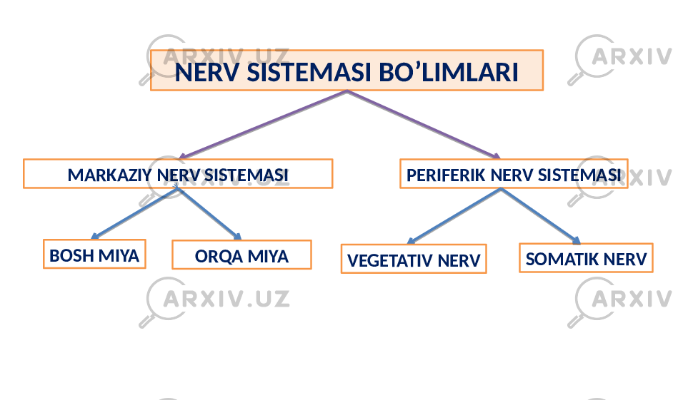 NERV SISTEMASI BO’LIMLARI MARKAZIY NERV SISTEMASI PERIFERIK NERV SISTEMASI BOSH MIYA ORQA MIYA VEGETATIV NERV SOMATIK NERV 