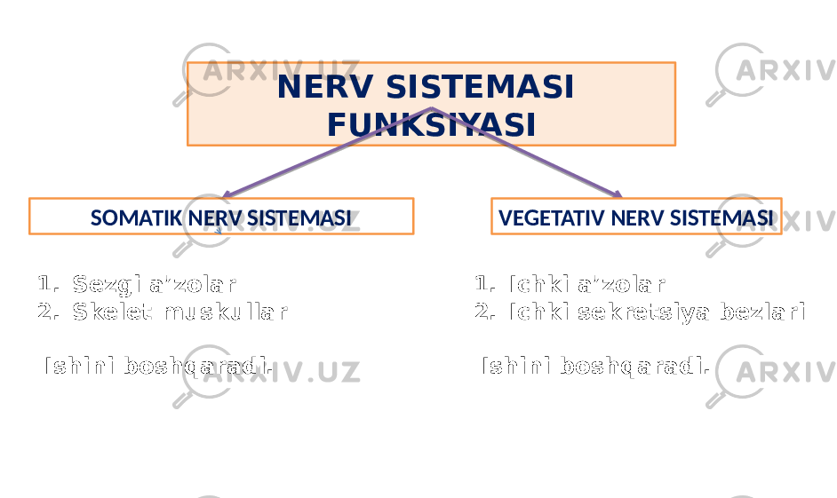 NERV SISTEMASI FUNKSIYASI SOMATIK NERV SISTEMASI VEGETATIV NERV SISTEMASI 1. Sezgi a’zolar 2. Skelet muskullar Ishini boshqaradi. 1. Ichki a’zolar 2. Ichki sekretsiya bezlari Ishini boshqaradi. 