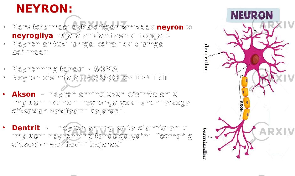 NEYRON: • Nerv to’qimasi aytib o’tganizmizdek neyron va neyrogliya hujaralaridan tashkil topgan: • Neyronlar tuzilishiga ko’ra ikki qismga bo’linadi: • Neyronning tanasi - SOMA • Neyron o’simtalari – AKSON va DENTRIT • Akson – neyronlarning uzun o’simtalari u implusni ikkinchi neyronga yoki ishchi a’zoga o’tkazish vazifasini bajaradi. • Dentrit – neyronlarning kalta o’simtalari u implusni neyronning tanasiga ya’ni “soma” ga o’tkazish vazifasini bajaradi 