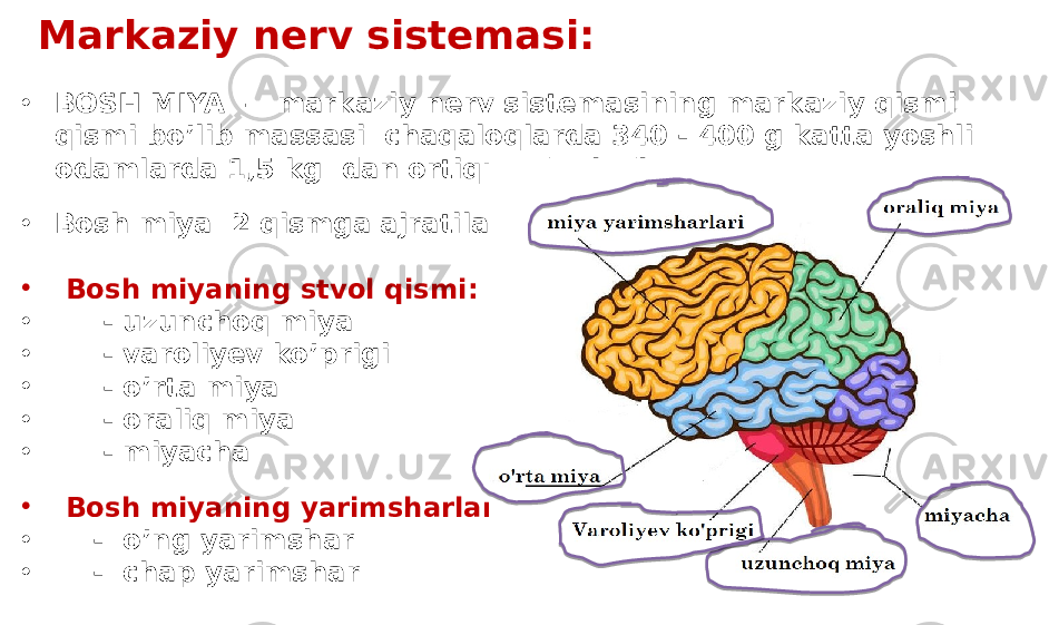 Markaziy nerv sistemasi: • BOSH MIYA – markaziy nerv sistemasining markaziy qismi qismi bo’lib massasi chaqaloqlarda 340 - 400 g katta yoshli odamlarda 1,5 kg dan ortiqroq bo’ladi. • Bosh miya 2 qismga ajratiladi: • Bosh miyaning stvol qismi: • - uzunchoq miya • - varoliyev ko’prigi • - o’rta miya • - oraliq miya • - miyacha • Bosh miyaning yarimsharlari • - o’ng yarimshar • - chap yarimshar 