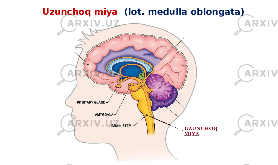 Uzunchoq miya (lot. medulla oblongata) 