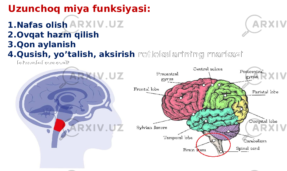 Uzunchoq miya funksiyasi: 1. Nafas olish 2. Ovqat hazm qilish 3. Qon aylanish 4. Qusish, yo’talish, aksirish reflekslarining markazi hisoblanadi. 