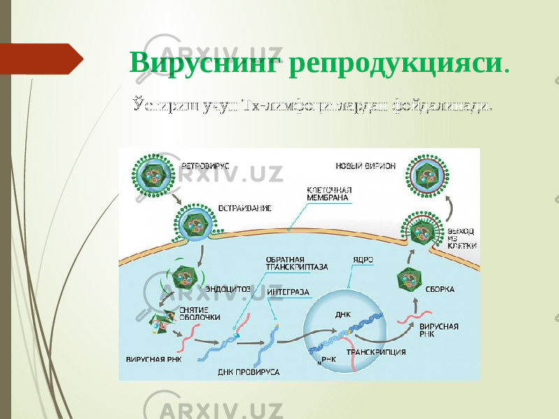 Вируснинг репродукцияси . Ўстириш учун Т х -лимфоцитлардан фойдалинади. 