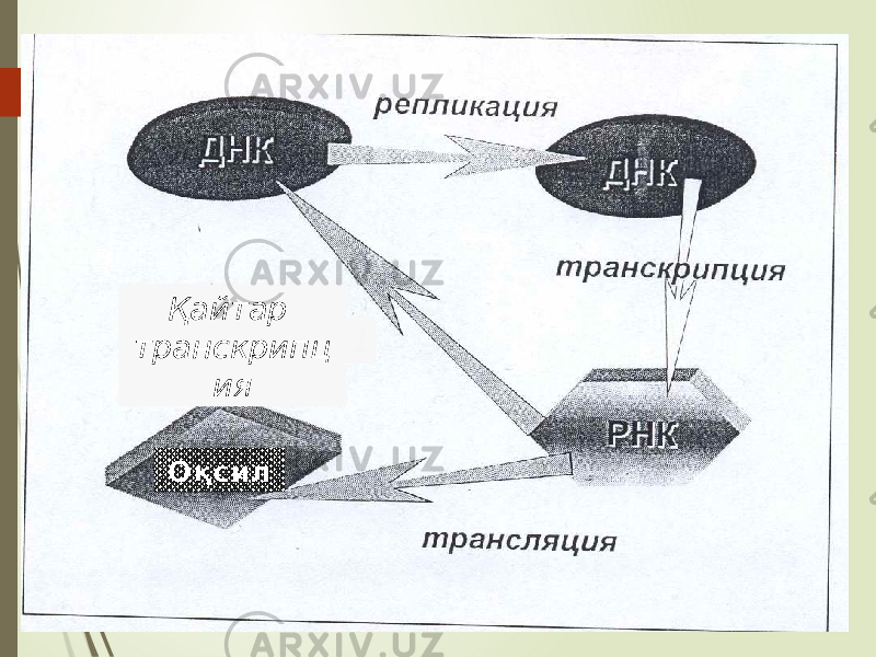 Қайтар транскрипц ия Оқсил 1 