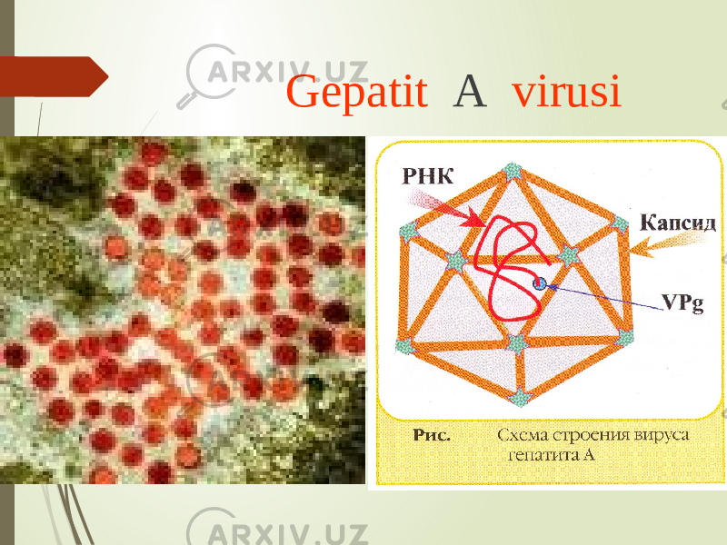  Gepatit A virusi 