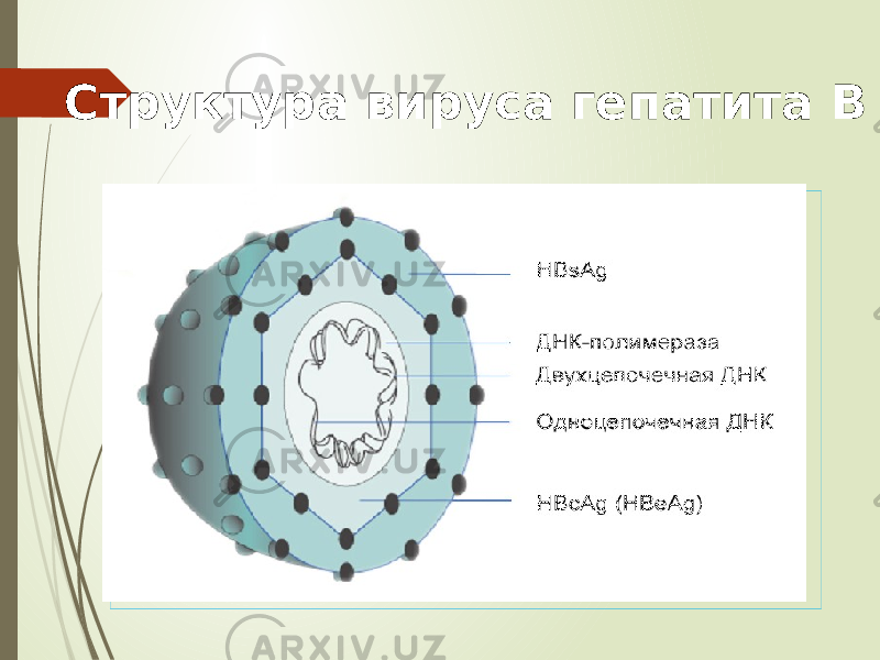  Структура вируса гепатита В 