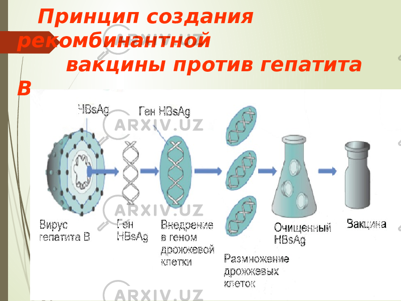  Принцип создания рекомбинантной вакцины против гепатита В 