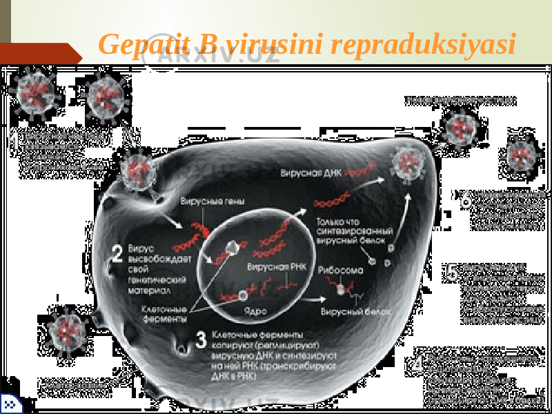  Gepatit B virusini repraduksiyasi 