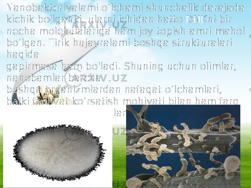 Nanobakteriyalami o‘lchami shunchalik darajada kichik bo&#39;lganki, ularni ichidan hatto DNKni bir necha molekulalariga ham joy topish amri mahol bo‘lgan. Tirik hujayralami boshqa strukturalari haqida gapirmasa ham bo&#39;ladi. Shuning uchun olimlar, nanobamlar barcha boshqa organizmlardan nafaqat o‘lchamlari, balki faoliyat ko‘rsatish mohiyati bilan ham farq qilishini taxmin qilganlar. 