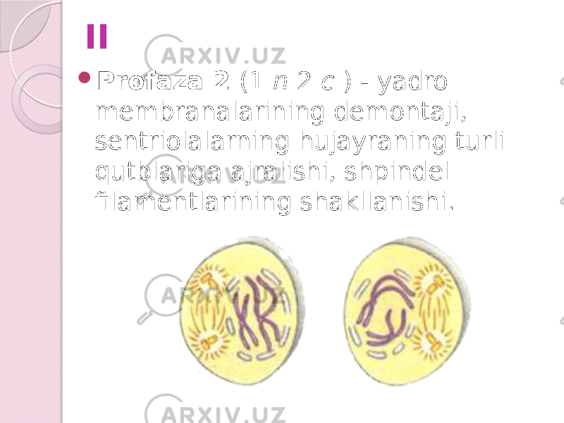 II  Profaza 2 (1 n 2 c ) - yadro membranalarining demontaji, sentriolalarning hujayraning turli qutblariga ajralishi, shpindel filamentlarining shakllanishi. 