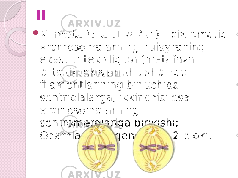 II  2-metafaza (1 n 2 c ) - bixromatid xromosomalarning hujayraning ekvator tekisligida (metafaza plitasi) tekislanishi, shpindel filamentlarining bir uchida sentriolalarga, ikkinchisi esa xromosomalarning sentromeralariga birikishi; Odamlarda oogenezning 2 bloki. 