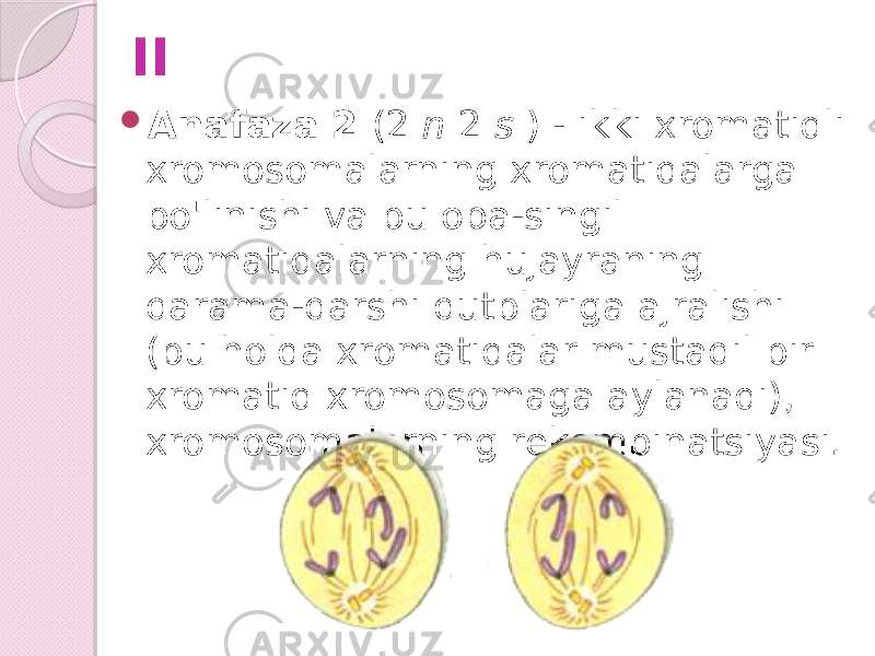 II  Anafaza 2 (2 n 2 s ) - ikki xromatidli xromosomalarning xromatidalarga bo&#39;linishi va bu opa-singil xromatidalarning hujayraning qarama-qarshi qutblariga ajralishi (bu holda xromatidalar mustaqil bir xromatid xromosomaga aylanadi), xromosomalarning rekombinatsiyasi. 