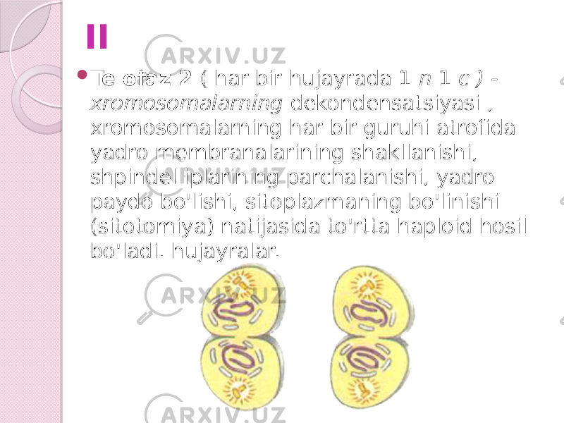 II  Telofaz 2 ( har bir hujayrada 1 n 1 c ) - xromosomalarning dekondensatsiyasi , xromosomalarning har bir guruhi atrofida yadro membranalarining shakllanishi, shpindel iplarining parchalanishi, yadro paydo bo&#39;lishi, sitoplazmaning bo&#39;linishi (sitotomiya) natijasida to&#39;rtta haploid hosil bo&#39;ladi. hujayralar. 