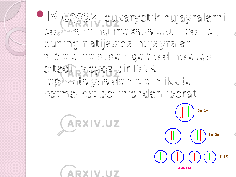  Meyoz eukaryotik hujayralarni bo&#39;linishning maxsus usuli bo&#39;lib , buning natijasida hujayralar diploid holatdan gaploid holatga o&#39;tadi. Meyoz bir DNK replikatsiyasidan oldin ikkita ketma-ket bo&#39;linishdan iborat. 