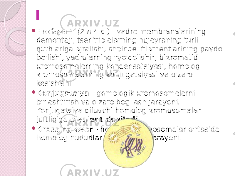 I  Profaza 1 (2 n 4 c ) - yadro membranalarining demontaji, tsentriolalarning hujayraning turli qutblariga ajralishi, shpindel filamentlarining paydo bo&#39;lishi, yadrolarning &#34;yo&#39;qolishi&#34;, bixromatid xromosomalarning kondensatsiyasi, homolog xromosomalarning konjugatsiyasi va o&#39;zaro kesishishi.  Konjugatsiya - gomologik xromosomalarni birlashtirish va o&#39;zaro bog&#39;lash jarayoni. Konjugatsiya qiluvchi homolog xromosomalar juftligiga bivalent deyiladi .  Krossing-over - homolog xromosomalar o&#39;rtasida homolog hududlar almashinuvi jarayoni. 