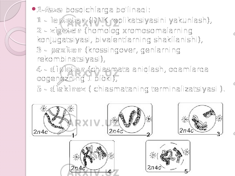  1-faza bosqichlarga bo&#39;linadi: 1 - leptoten (DNK replikatsiyasini yakunlash), 2 - zigoten (homolog xromosomalarning konjugatsiyasi, bivalentlarning shakllanishi), 3 - paxiten (krossingover, genlarning rekombinatsiyasi), 4 - diploten (chiasmata aniqlash, odamlarda oogenezning 1 bloki), 5 - diakinez ( chiasmataning terminalizatsiyasi ). 