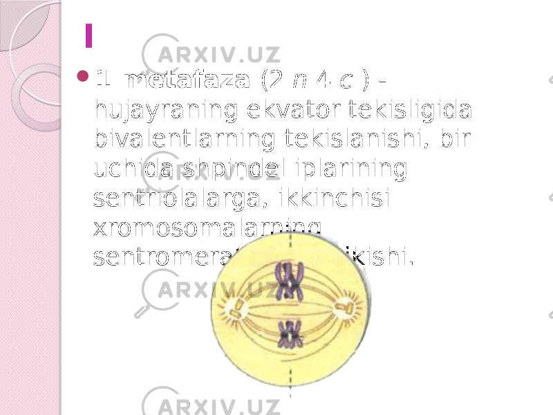 I  1-metafaza (2 n 4 c ) - hujayraning ekvator tekisligida bivalentlarning tekislanishi, bir uchida shpindel iplarining sentriolalarga, ikkinchisi xromosomalarning sentromeralariga birikishi. 