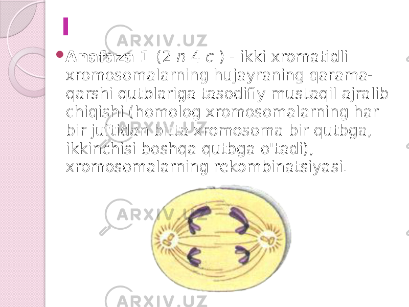 I  Anafaza 1 (2 n 4 c ) - ikki xromatidli xromosomalarning hujayraning qarama- qarshi qutblariga tasodifiy mustaqil ajralib chiqishi (homolog xromosomalarning har bir juftidan bitta xromosoma bir qutbga, ikkinchisi boshqa qutbga o&#39;tadi), xromosomalarning rekombinatsiyasi. 