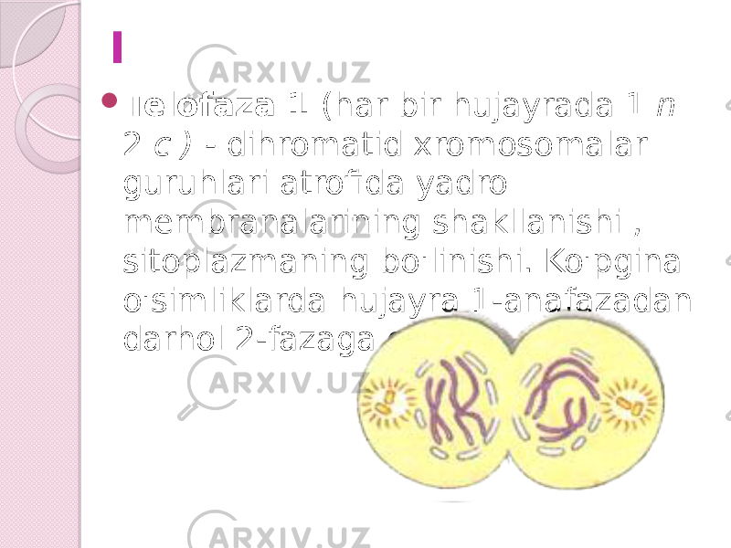 I  Telofaza 1 (har bir hujayrada 1 n 2 c ) - dihromatid xromosomalar guruhlari atrofida yadro membranalarining shakllanishi , sitoplazmaning bo&#39;linishi. Ko&#39;pgina o&#39;simliklarda hujayra 1-anafazadan darhol 2-fazaga o&#39;tadi. 