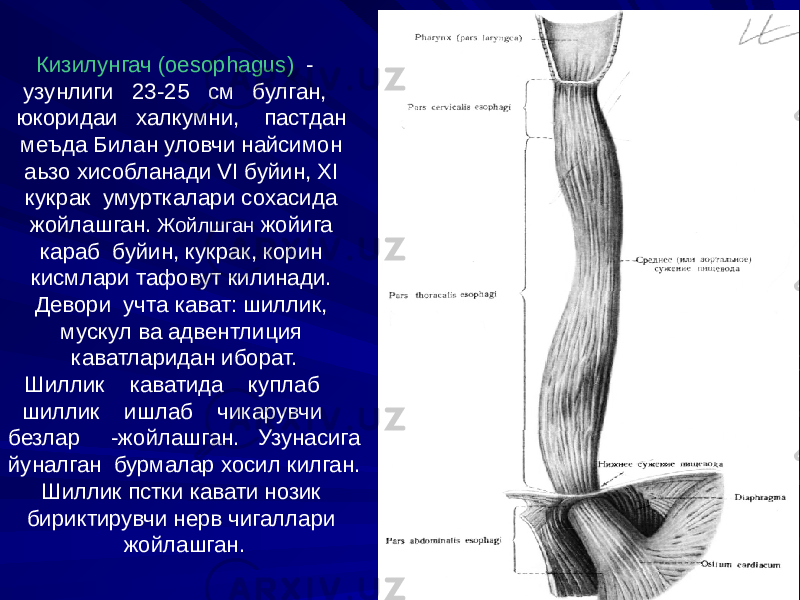 Кизилунгач (oesophagus) - узунлиги 23-25 см булган, юкоридаи халкумни, пастдан меъда Билан уловчи найсимон аьзо хисобланади VI буйин, XI кукрак умурткалари сохасида жойлашган. Жойлшган жойига караб буйин, кукрак, корин кисмлари тафовут килинади. Девори учта кават: шиллик, мускул ва адвентлиция каватларидан иборат. Шиллик каватида куплаб шиллик ишлаб чикарувчи безлар -жойлашган. Узунасига йуналган бурмалар хосил килган. Шиллик пстки кавати нозик бириктирувчи нерв чигаллари жойлашган. 