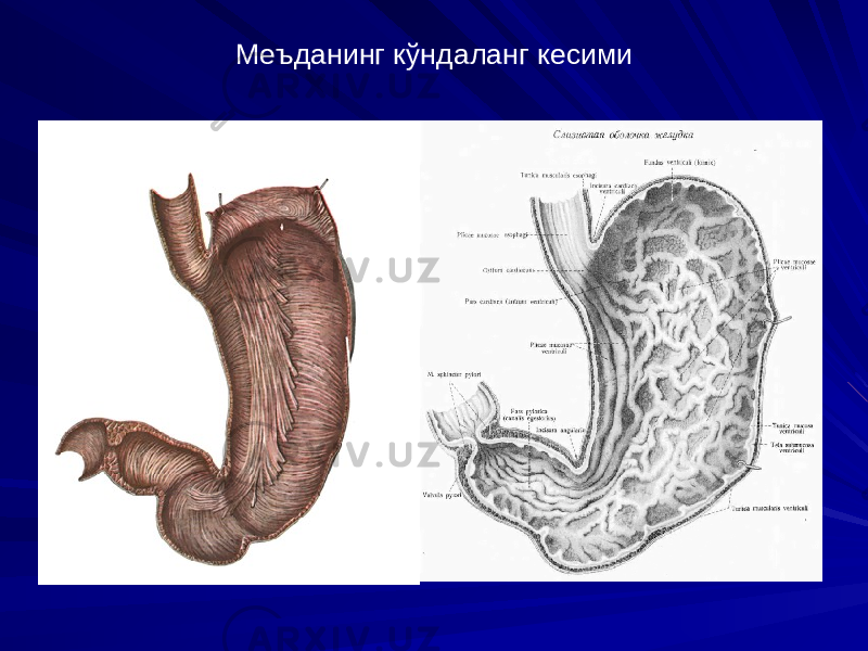 Меъданинг кўндаланг кесими 