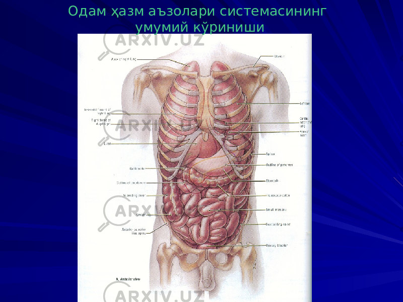 Одам ҳазм аъзолари системасининг умумий кўриниши 