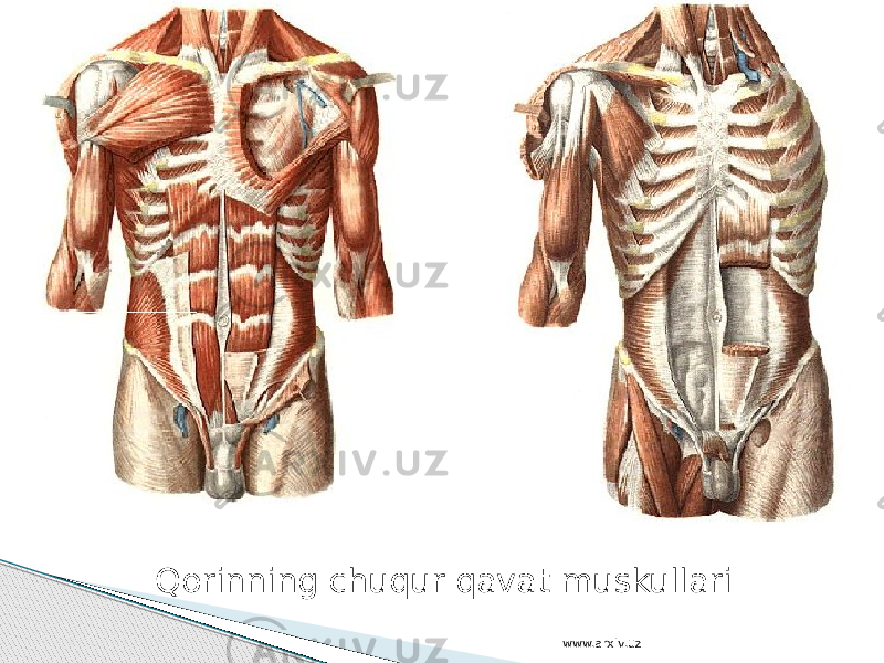 Qorinning chuqur qavat muskullari www.arxiv.uz 