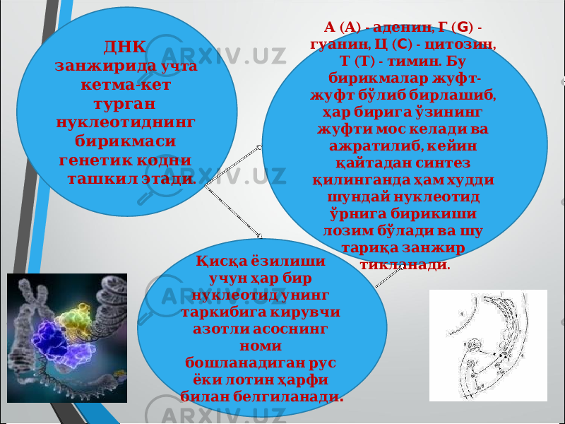  Қисқа ёзилиши учун ҳар бир нуклеотид унинг таркибига кирувчи азотли асоснинг номи бошланадиган рус ёки лотин ҳарфи билан белгиланади . ( ) - , ( А А аденин Г G ) - , ( гуанин Ц C ) - , цитозин ( ) - . Т Т тимин Бу - бирикмалар жуфт , жуфт бўлиб бирлашиб ҳар бирига ўзининг жуфти мос келади ва , ажратилиб кейин қайтадан синтез қилинганда ҳам худди шундай нуклеотид ўрнига бирикиши лозим бўлади ва шу тариқа занжир . тикланади ДНК занжирида учта - кетма кет турган нуклеотиднинг бирикмаси генетик кодни . ташкил этади 