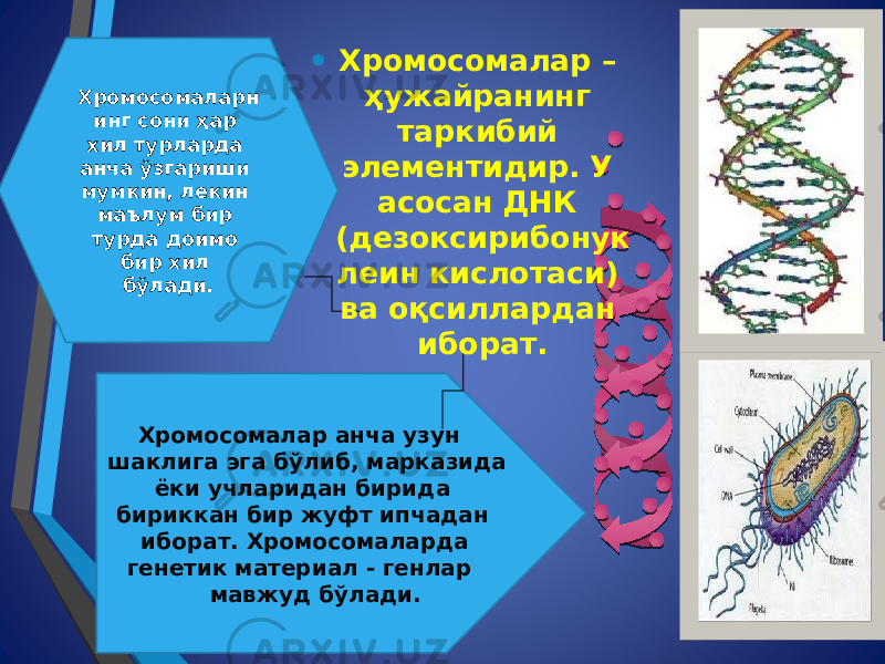  Хромосомалар анча узун шаклига эга бўлиб, марказида ёки учларидан бирида бириккан бир жуфт ипчадан иборат. Хромосомаларда генетик материал - генлар мавжуд бўлади. Хромосомаларн инг сони ҳар хил турларда анча ўзгариши мумкин, лекин маълум бир турда доимо бир хил бўлади. • Хромосомалар – ҳужайранинг таркибий элементидир. У асосан ДНК (дезоксирибонук леин кислотаси) ва оқсиллардан иборат. 