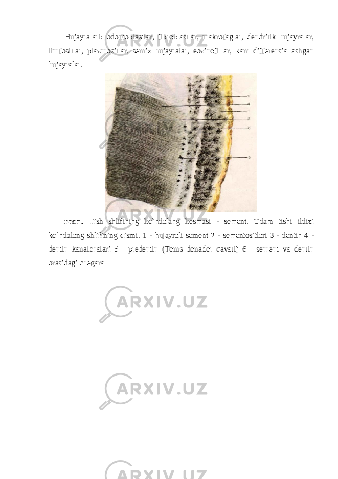 Hujayralari: odontoblastlar, fibroblastlar, makrofaglar, dendritik hujayralar, limfositlar, plazmositlar, semiz hujayralar, eozinofillar, kam differensiallashgan hujayralar. rasm . Tish shlifining ko`ndalang kesmasi - sement. Odam tishi ildizi ko`ndalang shlifining qismi. 1 - hujayrali sement 2 - sementositlari 3 - dentin 4 - dentin kanalchalari 5 - predentin (Toms donador qavati) 6 - sement va dentin orasidagi chegara 