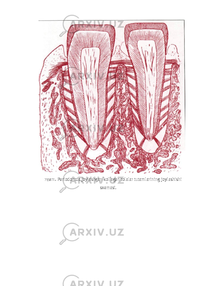 rasm. Periodontda joylashgan kollagen tolalar tutamlarining joylashishi s х emasi. 