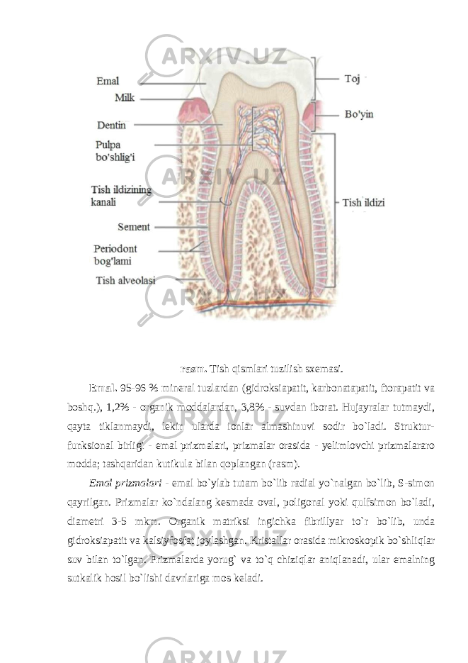 rasm. Tish qismlari tuzilish s х emasi. Emal. 95-96 % mineral tuzlardan (gidroksiapatit, karbonatapatit, ftorapatit va boshq.), 1,2% - organik moddalardan, 3,8% - suvdan iborat. Hujayralar tutmaydi, qayta tiklanmaydi, lekin ularda ionlar almashinuvi sodir bo`ladi. Struktur- funksional birligi - emal prizmalari, prizmalar orasida - yelimlovchi prizmalararo modda; tashqaridan kutikula bilan qoplangan (rasm). Emal prizmalari - emal bo`ylab tutam bo`lib radial yo`nalgan bo`lib, S- simon qayrilgan. Prizmalar ko`ndalang kesmada oval, poligonal yoki qulfsimon bo`ladi, diametri 3-5 mkm. Organik matriksi ingichka fibrillyar to`r bo`lib, unda gidroksiapatit va kalsiyfosfat joylashgan. Kristallar orasida mikroskopik bo`shliqlar suv bilan to`lgan. Prizmalarda yorug` va to`q chiziqlar aniqlanadi, ular emalning sutkalik hosil bo`lishi davrlariga mos keladi. 