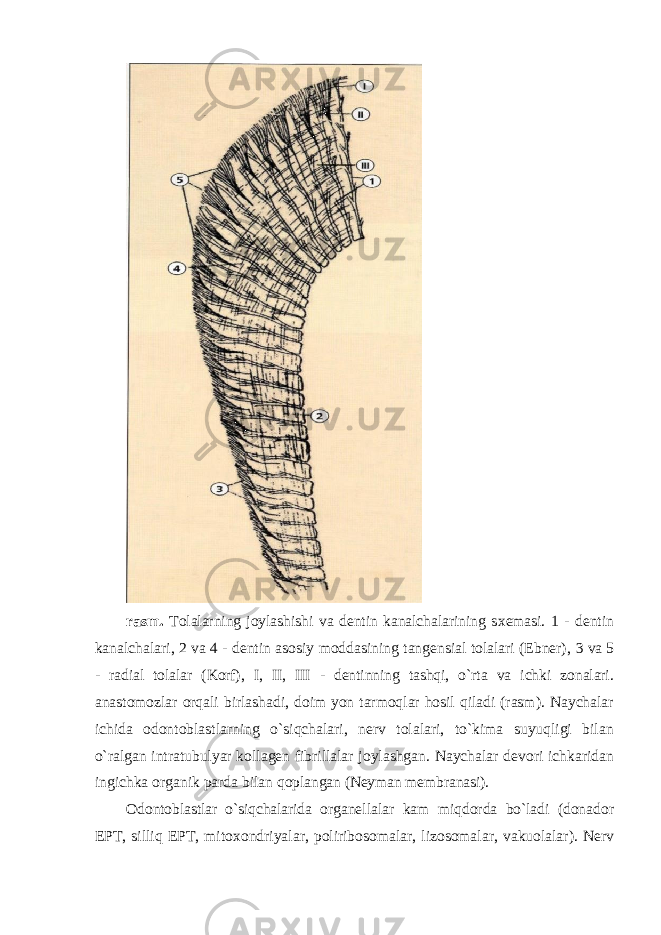 rasm. Tolalarning joylashishi va dentin kanalchalarining s х emasi. 1 - dentin kanalchalari, 2 va 4 - dentin asosiy moddasining tangensial tolalari (Ebner), 3 va 5 - radial tolalar (Korf), I, II, III - dentinning tashqi, o`rta va ichki zonalari. anastomozlar orqali birlashadi, doim yon tarmoqlar hosil qiladi (rasm). Naychalar ichida odontoblastlarning o`siqchalari, nerv tolalari, to`kima suyuqligi bilan o`ralgan intratubulyar kollagen fibrillalar joylashgan. Naychalar devori ichkaridan ingichka organik parda bilan qoplangan (Neyman membranasi). Odontoblastlar o`siqchalarida organellalar kam miqdorda bo`ladi (donador EPT, silliq EPT, mito х ondriyalar, poliribosomalar, lizosomalar, vakuolalar). Nerv 