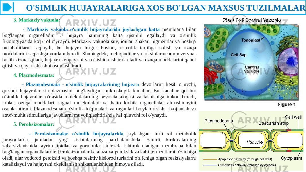  O&#39;SIMLIK HUJAYRALARIGA XOS BO&#39;LGAN MAXSUS TUZILMALAR 3. Markaziy vakuola: - Markaziy vakuola o&#39;simlik hujayralarida joylashgan katta membrana bilan bog&#39;langan organelladir. U hujayra hajmining katta qismini egallaydi va o&#39;simlik fiziologiyasida ko&#39;p rol o&#39;ynaydi. Markaziy vakuola suv, ionlar, shakar, pigmentlar va boshqa metabolitlarni saqlaydi, bu hujayra turgor bosimi, osmotik tartibga solish va ozuqa moddalarini saqlashga yordam beradi. Shuningdek, u chiqindilar va toksinlar uchun rezervuar bo&#39;lib xizmat qiladi, hujayra kengayishi va o&#39;sishida ishtirok etadi va ozuqa moddalarini qabul qilish va qayta ishlashni osonlashtiradi. 4. Plazmodesmata: - Plazmodesmata - o&#39;simlik hujayralarining hujayra devorlarini kesib o&#39;tuvchi, qo&#39;shni hujayralar sitoplazmasini bog&#39;laydigan mikroskopik kanallar. Bu kanallar qo&#39;shni o&#39;simlik hujayralari o&#39;rtasida molekulalarning bevosita aloqasi va tashishiga imkon beradi, ionlar, ozuqa moddalari, signal molekulalari va hatto kichik organellalar almashinuvini osonlashtiradi. Plazmodesmata o&#39;simlik to&#39;qimalari va organlari bo&#39;ylab o&#39;sish, rivojlanish va atrof-muhit stimullariga javoblarni muvofiqlashtirishda hal qiluvchi rol o&#39;ynaydi. 5. Peroksizomalar: - Peroksizomalar o&#39;simlik hujayralarida joylashgan, turli xil metabolik jarayonlarda, jumladan yog&#39; kislotalarining parchalanishida, zararli birikmalarning zaharsizlanishida, ayrim lipidlar va gormonlar sintezida ishtirok etadigan membrana bilan bog&#39;langan organellalardir. Peroksizomalar katalaza va peroksidaza kabi fermentlarni o&#39;z ichiga oladi, ular vodorod peroksid va boshqa reaktiv kislorod turlarini o&#39;z ichiga olgan reaktsiyalarni katalizlaydi va hujayrani oksidlanish shikastlanishidan himoya qiladi. 