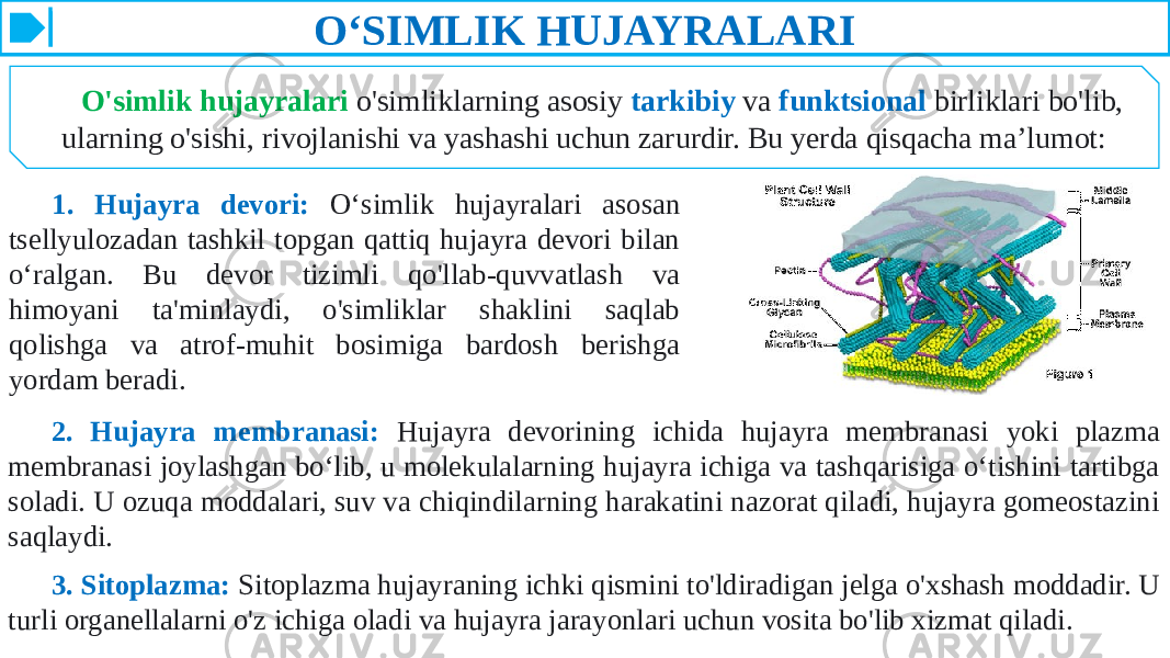 O‘SIMLIK HUJAYRALARI O&#39;simlik hujayralari o&#39;simliklarning asosiy tarkibiy va funktsional birliklari bo&#39;lib, ularning o&#39;sishi, rivojlanishi va yashashi uchun zarurdir. Bu yerda qisqacha ma’lumot: 1. Hujayra devori: Oʻsimlik hujayralari asosan tsellyulozadan tashkil topgan qattiq hujayra devori bilan oʻralgan. Bu devor tizimli qo&#39;llab-quvvatlash va himoyani ta&#39;minlaydi, o&#39;simliklar shaklini saqlab qolishga va atrof-muhit bosimiga bardosh berishga yordam beradi. 2. Hujayra membranasi: Hujayra devorining ichida hujayra membranasi yoki plazma membranasi joylashgan bo‘lib, u molekulalarning hujayra ichiga va tashqarisiga o‘tishini tartibga soladi. U ozuqa moddalari, suv va chiqindilarning harakatini nazorat qiladi, hujayra gomeostazini saqlaydi. 3. Sitoplazma: Sitoplazma hujayraning ichki qismini to&#39;ldiradigan jelga o&#39;xshash moddadir. U turli organellalarni o&#39;z ichiga oladi va hujayra jarayonlari uchun vosita bo&#39;lib xizmat qiladi. 