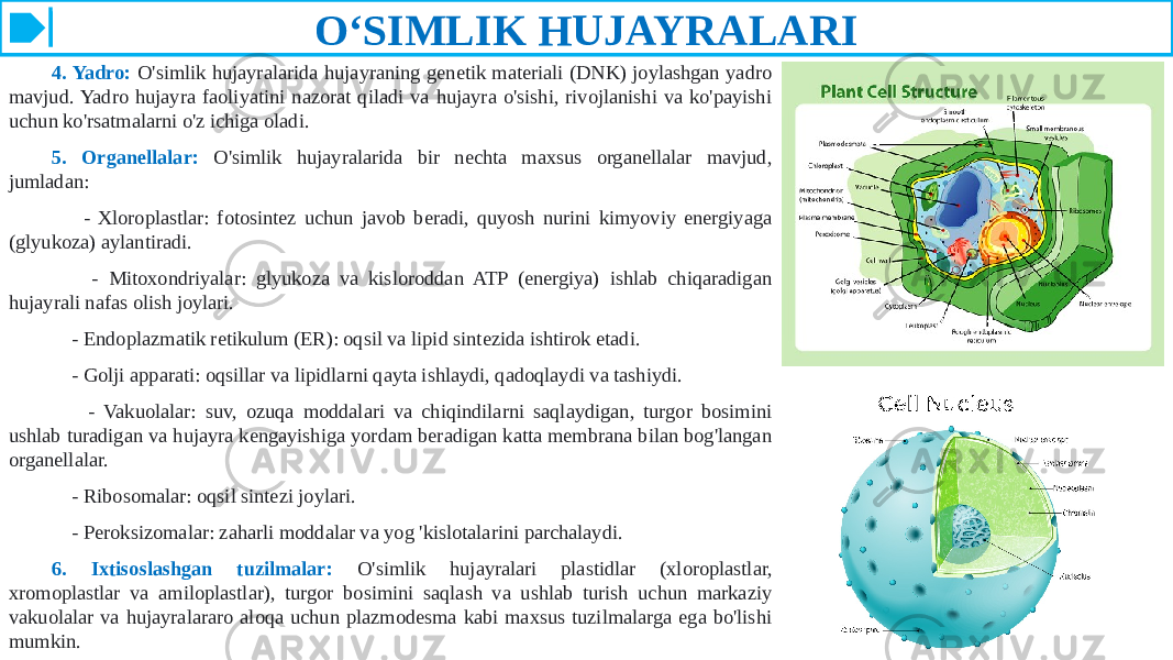 O‘SIMLIK HUJAYRALARI 4. Yadro: O&#39;simlik hujayralarida hujayraning genetik materiali (DNK) joylashgan yadro mavjud. Yadro hujayra faoliyatini nazorat qiladi va hujayra o&#39;sishi, rivojlanishi va ko&#39;payishi uchun ko&#39;rsatmalarni o&#39;z ichiga oladi. 5. Organellalar: O&#39;simlik hujayralarida bir nechta maxsus organellalar mavjud, jumladan: - Xloroplastlar: fotosintez uchun javob beradi, quyosh nurini kimyoviy energiyaga (glyukoza) aylantiradi. - Mitoxondriyalar: glyukoza va kisloroddan ATP (energiya) ishlab chiqaradigan hujayrali nafas olish joylari. - Endoplazmatik retikulum (ER): oqsil va lipid sintezida ishtirok etadi. - Golji apparati: oqsillar va lipidlarni qayta ishlaydi, qadoqlaydi va tashiydi. - Vakuolalar: suv, ozuqa moddalari va chiqindilarni saqlaydigan, turgor bosimini ushlab turadigan va hujayra kengayishiga yordam beradigan katta membrana bilan bog&#39;langan organellalar. - Ribosomalar: oqsil sintezi joylari. - Peroksizomalar: zaharli moddalar va yog &#39;kislotalarini parchalaydi. 6. Ixtisoslashgan tuzilmalar: O&#39;simlik hujayralari plastidlar (xloroplastlar, xromoplastlar va amiloplastlar), turgor bosimini saqlash va ushlab turish uchun markaziy vakuolalar va hujayralararo aloqa uchun plazmodesma kabi maxsus tuzilmalarga ega bo&#39;lishi mumkin. 