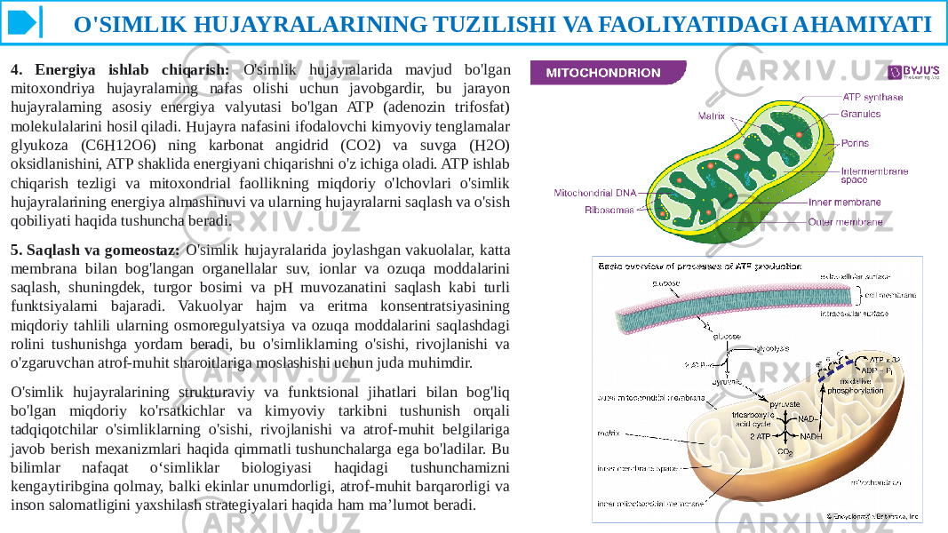  O&#39;SIMLIK HUJAYRALARINING TUZILISHI VA FAOLIYATIDAGI AHAMIYATI 4. Energiya ishlab chiqarish: O&#39;simlik hujayralarida mavjud bo&#39;lgan mitoxondriya hujayralarning nafas olishi uchun javobgardir, bu jarayon hujayralarning asosiy energiya valyutasi bo&#39;lgan ATP (adenozin trifosfat) molekulalarini hosil qiladi. Hujayra nafasini ifodalovchi kimyoviy tenglamalar glyukoza (C6H12O6) ning karbonat angidrid (CO2) va suvga (H2O) oksidlanishini, ATP shaklida energiyani chiqarishni o&#39;z ichiga oladi. ATP ishlab chiqarish tezligi va mitoxondrial faollikning miqdoriy o&#39;lchovlari o&#39;simlik hujayralarining energiya almashinuvi va ularning hujayralarni saqlash va o&#39;sish qobiliyati haqida tushuncha beradi. 5. Saqlash va gomeostaz: O&#39;simlik hujayralarida joylashgan vakuolalar, katta membrana bilan bog&#39;langan organellalar suv, ionlar va ozuqa moddalarini saqlash, shuningdek, turgor bosimi va pH muvozanatini saqlash kabi turli funktsiyalarni bajaradi. Vakuolyar hajm va eritma konsentratsiyasining miqdoriy tahlili ularning osmoregulyatsiya va ozuqa moddalarini saqlashdagi rolini tushunishga yordam beradi, bu o&#39;simliklarning o&#39;sishi, rivojlanishi va o&#39;zgaruvchan atrof-muhit sharoitlariga moslashishi uchun juda muhimdir. O&#39;simlik hujayralarining strukturaviy va funktsional jihatlari bilan bog&#39;liq bo&#39;lgan miqdoriy ko&#39;rsatkichlar va kimyoviy tarkibni tushunish orqali tadqiqotchilar o&#39;simliklarning o&#39;sishi, rivojlanishi va atrof-muhit belgilariga javob berish mexanizmlari haqida qimmatli tushunchalarga ega bo&#39;ladilar. Bu bilimlar nafaqat o‘simliklar biologiyasi haqidagi tushunchamizni kengaytiribgina qolmay, balki ekinlar unumdorligi, atrof-muhit barqarorligi va inson salomatligini yaxshilash strategiyalari haqida ham ma’lumot beradi. 