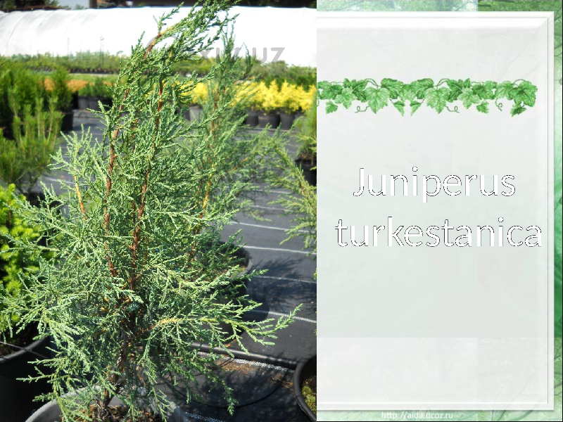 Juniperus turkestanica 
