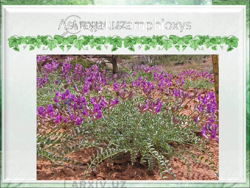 Astragalus amphioxys 
