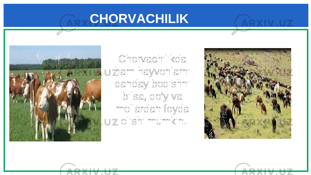  CHORVACHILIK Chorvachilikda ham hayvonlarni qanday boqishni bilsa, qo‘y va mollardan foyda olishi mumkin. 