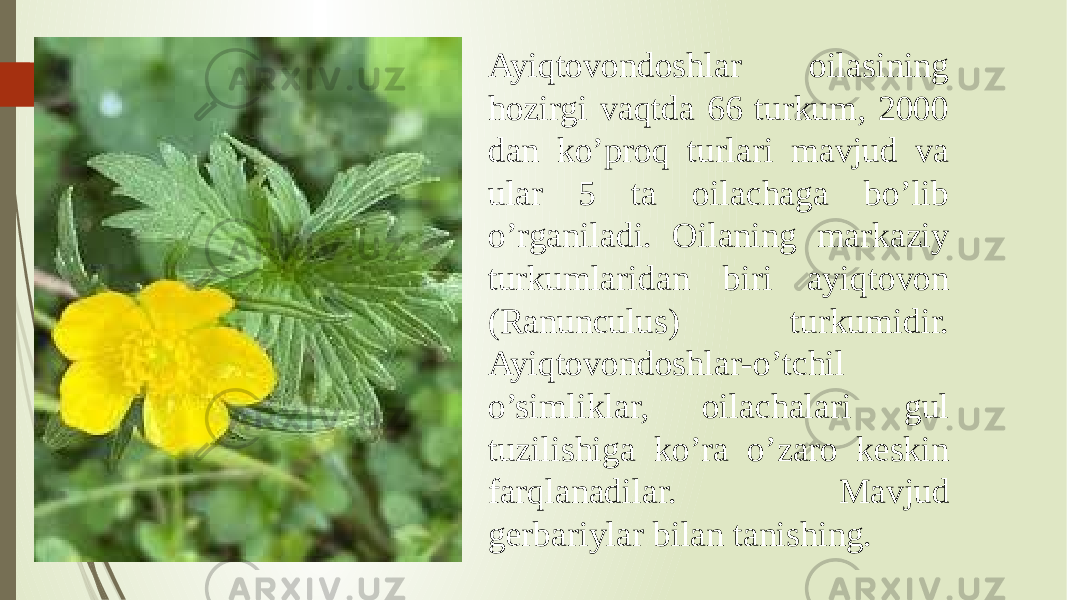 Ayiqtovondoshlar oilasining hozirgi vaqtda 66 turkum, 2000 dan ko’proq turlari mavjud va ular 5 ta oilachaga bo’lib o’rganiladi. Oilaning markaziy turkumlaridan biri ayiqtovon (Ranunculus) turkumidir. Ayiqtovondoshlar-o’tchil o’simliklar, oilachalari gul tuzilishiga ko’ra o’zaro keskin farqlanadilar. Mavjud gerbariylar bilan tanishing. 